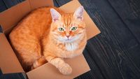 img-title