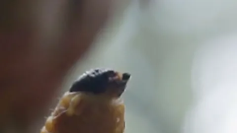 Amazon food