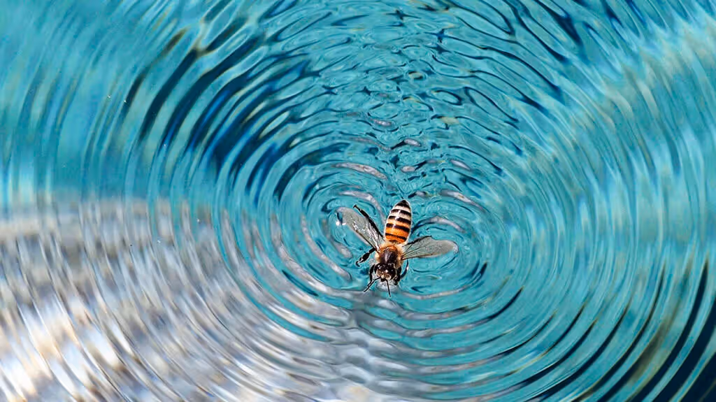 A bee in a shallow pool of water, causing waves