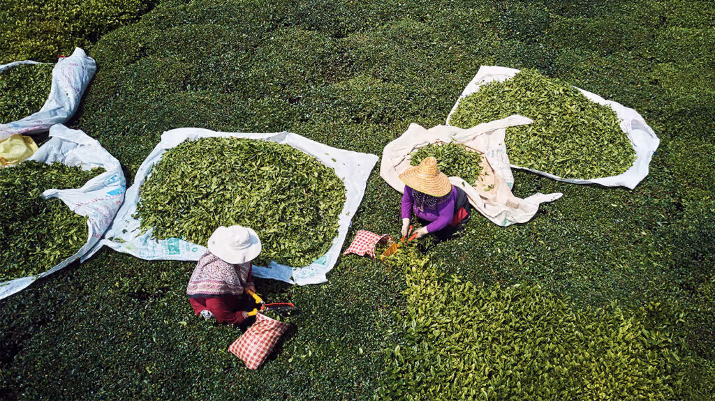 People harvesting tea leaves.-2