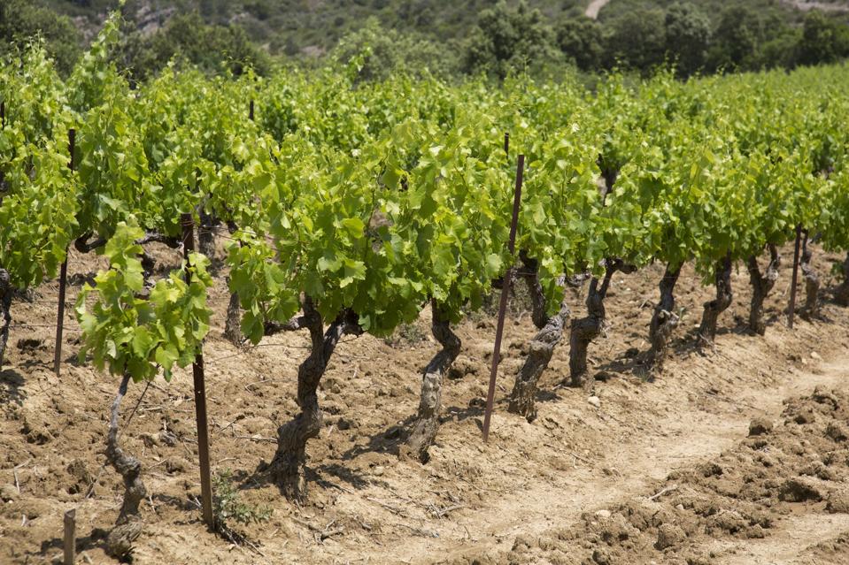 France's Most Underrated Wine Region May Also Be Its Most Diverse